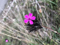 Dianthus balbisii