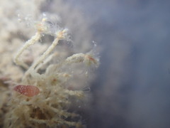 Ectopleura