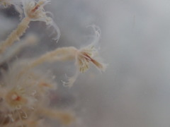 Ectopleura