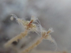 Ectopleura