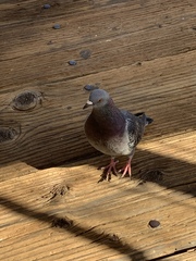Columba livia domestica