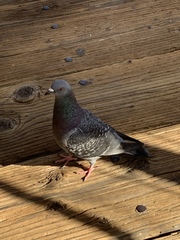 Columba livia domestica