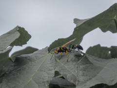 Sceliphron asiaticum