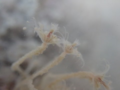 Ectopleura