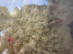 Ectopleura