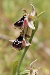 Ophrys reinholdii reinholdii