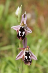 Ophrys reinholdii reinholdii