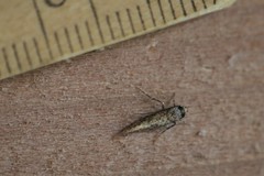 Cephitinea obscurostrigella