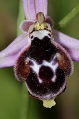 Ophrys reinholdii reinholdii