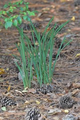 Zephyranthes bifida
