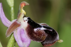 Ophrys reinholdii reinholdii