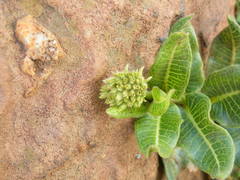 Xysmalobium