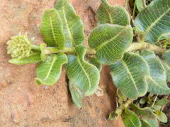 Xysmalobium