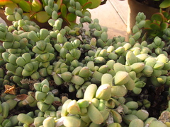 Corpuscularia lehmannii