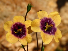 Diascia bicolor