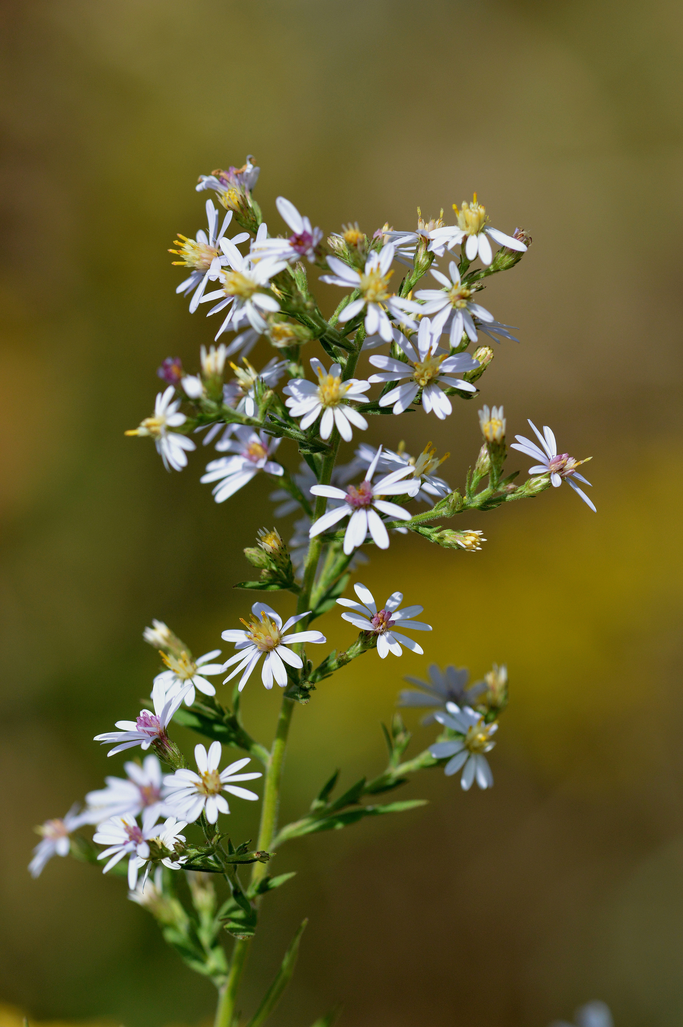 Symphyotrichum drummondii