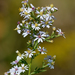 Drummond's Aster - Photo (c) Mark Kluge, some rights reserved (CC BY-NC-ND)