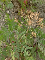 Anacardiaceae