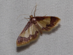 Idaea basinta