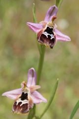 Ophrys reinholdii reinholdii