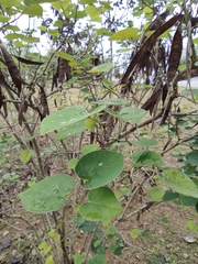 Cercis chinensis