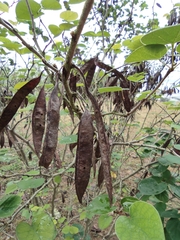 Cercis chinensis