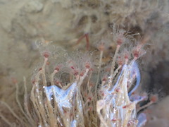 Ectopleura
