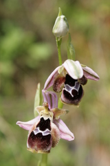 Ophrys reinholdii reinholdii