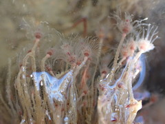 Ectopleura