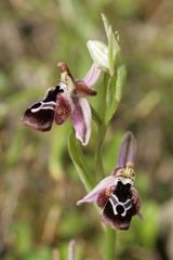 Ophrys reinholdii reinholdii