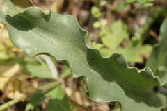 Colchicum variegatum