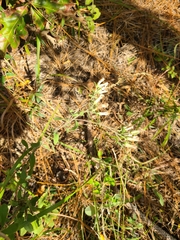 Sericocarpus tortifolius