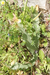 Colchicum variegatum