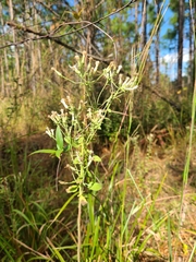 Sericocarpus tortifolius
