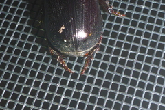 Ligyrus relictus