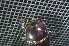 Ligyrus relictus