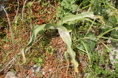 Colchicum variegatum