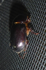 Ligyrus relictus
