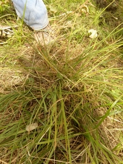 Carex lenticularis