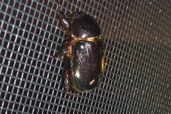 Ligyrus relictus