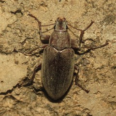 Polemiotus submetallicus