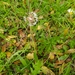 Taraxacum marginellum - Photo (c) cronquillo, some rights reserved (CC BY-NC)