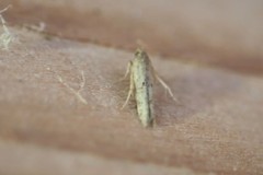 Obithome punctiferella