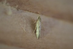 Obithome punctiferella