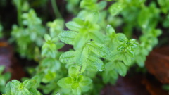 Cruciata laevipes