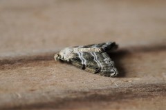 Abablemma bilineata