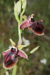 Ophrys mammosa