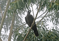 Corvus crassirostris