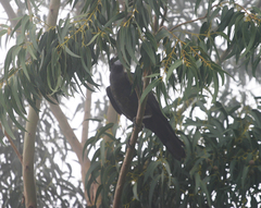 Corvus crassirostris