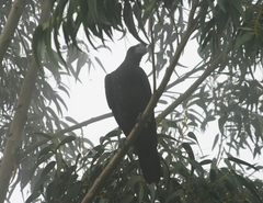 Corvus crassirostris